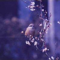 1997-02-01 花の家で梅の花にとまるスズメ