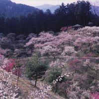 2001-03-21 青梅梅林公園の梅