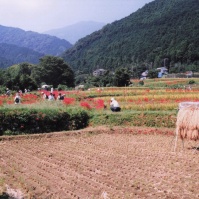 2000-09-21 日向薬師 田園風景・畑と彼岸花を見に集う人々