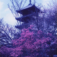 1995-04-12 醍醐寺と桜