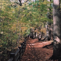 2008-11-26 玉川上水 紅葉する道