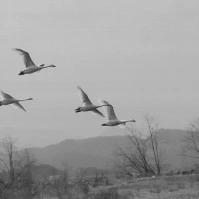 2000-03-13 深谷の白鳥