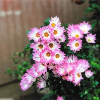 2004-01-10 花の家・紫菊