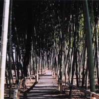 2003-11-21 東久留米 竹林公園・落合川 竹林