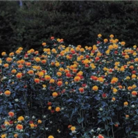 2002-04-01 東京都薬用植物園 ベニバナ