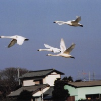 2003-02-14 本埜村 家屋を背に飛ぶ白鳥四羽