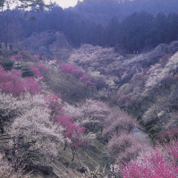 2001-03-21 青梅梅林公園の梅