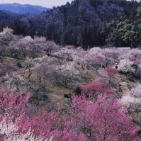 2001-03-21 青梅梅林公園の梅