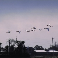 2002-01-30 本埜村 村の上を飛ぶ白鳥