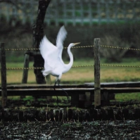 2005-03-17 北山公園 羽ばたく白サギ