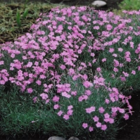 2008-05-01 花の家 ライオンロック