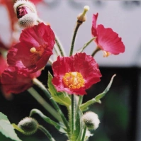 2003-05-22 東京都小平市 東京都薬用植物園 ポピー