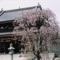 2004-04-01 花小金井 春の円成院