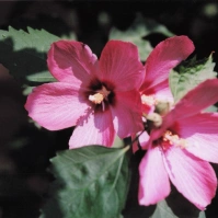 2000-08-01 花の家 ムクゲの花の集まり