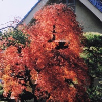 2003-11-21 花の家 紅葉した木