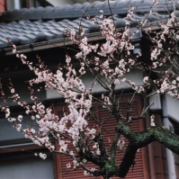 2010-03-20 花の家 母屋と梅