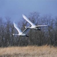 2005-02-04 本埜村 白鳥二羽が地面近くを飛ぶ