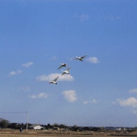 2003-02-14 本埜村 田畑を背景に羽ばたく白鳥