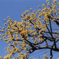 2010-03-10 花の家 ダンコウバイ