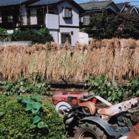 2006-09-22 花の家 秋に畑で陸稲のおだがけ