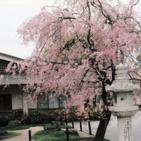 2012-11-03（？） 花小金井・円成院の枝垂れ桜