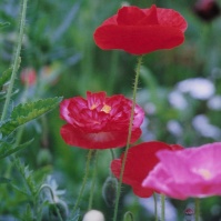 2002-05-24 東京都薬用植物園 赤いケシ