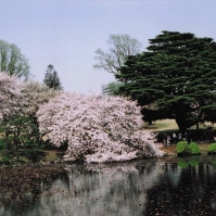 2005-04-09 新宿御苑 桜と池