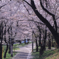 2001-04-07 村山貯水池の桜並木