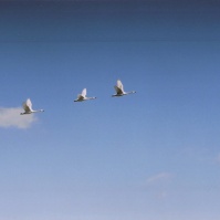 2003-02-14 本埜村 空を進む三羽の白鳥