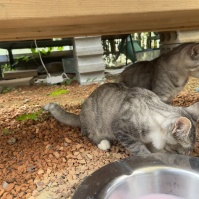 2021-08-29 13;44 香取市 メダカの遊園地 ねこ