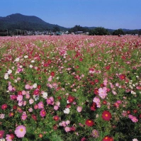 2002-10-13 巾着田のコスモス畑