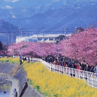 2000-02-28 河津川と河津桜