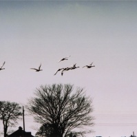 2003-02-14 本埜村 木々を背景に日の光を浴びて飛ぶ白鳥