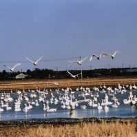 2001-02-10 本埜村 水辺に浮かぶ白鳥と飛んでいる白鳥