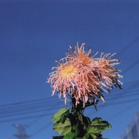 2009-11-10 花の家 青空と細物・糸菊