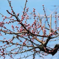 2005-03-01 花の家 紅梅の蕾をつけた木