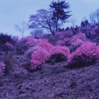 1995-04-21 長瀞・岩根山 ツツジ