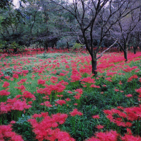 2002-09-30 巾着田の彼岸花