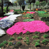 2012-05 花の家・芝桜