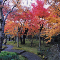 2001-11-21 箱根の紅葉