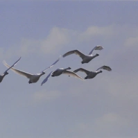 2002-01-30 本埜村 空と羽ばたく白鳥