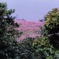 2002-09-30 昭和記念公園の秋桜畑