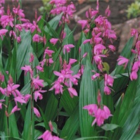 2011-07-03 花の家 シラン