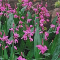 2011-07-03 花の家 シラン