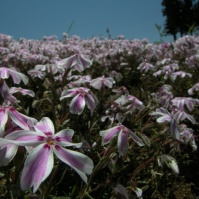 2007-04-29 12-04-43羊山公園の芝桜