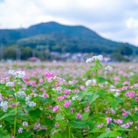 2013-10-06-14-53-28高麗 巾着田 ソバの花