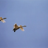 2005-02-04 本埜村 飛ぶ二羽の白鳥