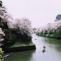 2005-04-01 千鳥ヶ淵 満開の桜と内堀のボート