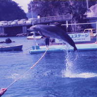 1996-03-28 下田海中水族館