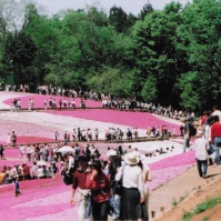 2005-05-03 埼玉県秩父市 羊山公園 芝桜の丘 満開の芝桜を見て歩く人々